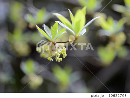 クロモジ 10622763