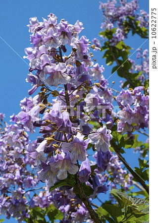桐の花 10622775