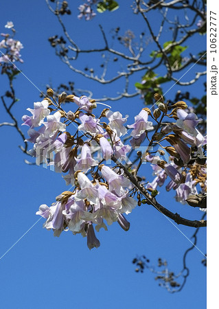 桐の花 10622777