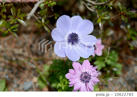アネモネ 10622785