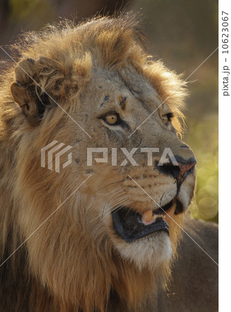 Close up of male lion Close up of male lion 10623067