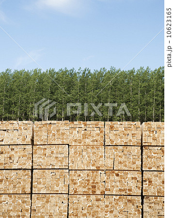 Orderly stack of timber in tree farm 10623165