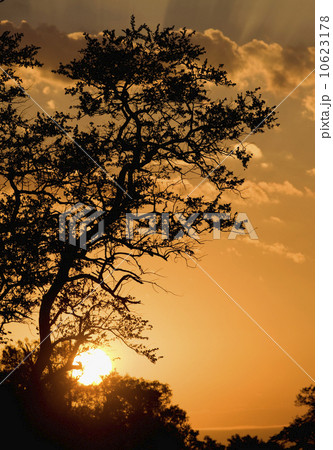 Silhouetted tree at sunrise 10623178