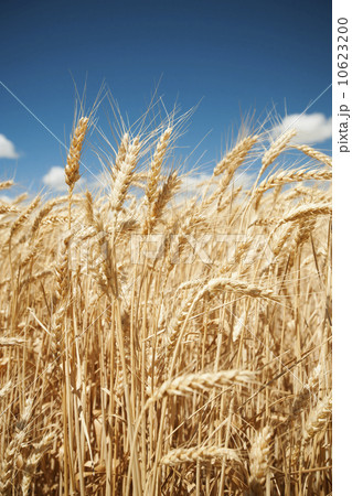 USA, Oregon, Wasco, Wheat ears in bright sunshine under blue sky USA, Oregon, Wasco, Wheat ears in bright sunshine under blue sky 10623200