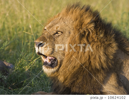 Close up of male lion, Greater Kruger National Park, South Africa 10624102