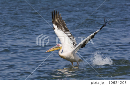 Great White Pelican landing in water, Namibia, Africa Great White Pelican landing in water, Namibia, Africa 10624203