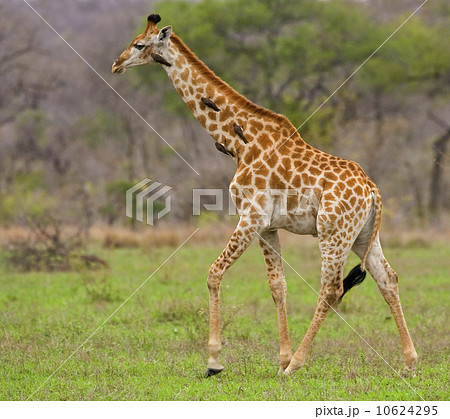 Giraffe walking, Greater Kruger National Park, South Africa Giraffe walking, Greater Kruger National Park, South Africa 10624295