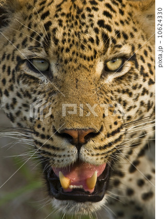 Close up of Leopard, Greater Kruger National Park, South Africa 10624330
