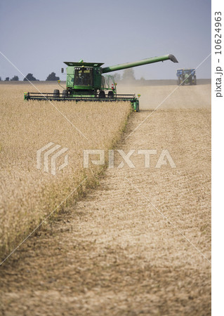 Combine harvesting field 10624963