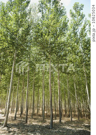 USA, Oregon, Boardman, Poplar trees USA, Oregon, Boardman, Poplar trees 10625034