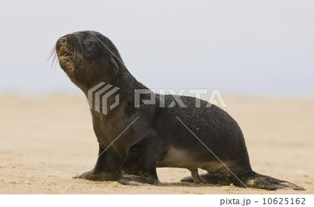 Close up of baby South African Fur Seal, Namibia, Africa Close up of baby South African Fur Seal, Namibia, Africa 10625162