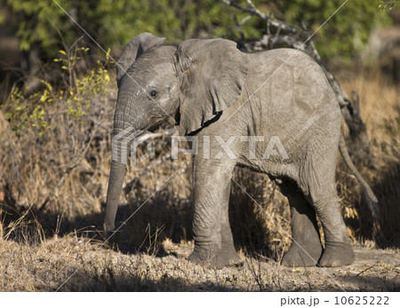 Baby Elephant 10625222
