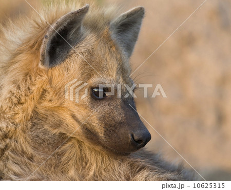 Close up of Spotted Hyaena, Greater Kruger National Park, South Africa 10625315