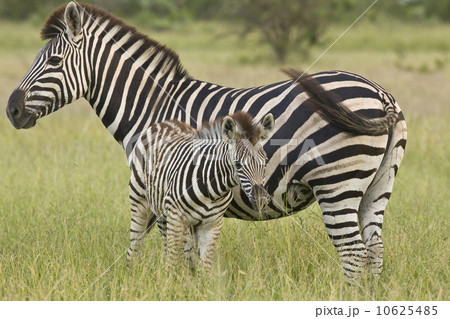Mother and baby Plains Zebra, Greater Kruger National Park, South Africa Mother and baby Plains Zebra, Greater Kruger National Park, South Africa 10625485