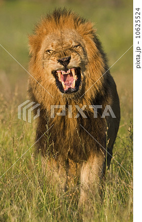 Male lion roaring, Greater Kruger National Park, South Africa Male lion roaring, Greater Kruger National Park, South Africa 10625524