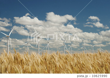 USA, Oregon, Wasco, Wheat field and wind farm in bright sunshine under blue sky 10625990