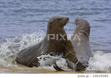 South African Fur Seals in water, Namibia, Africa 10626080