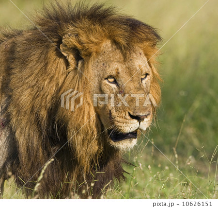 Close up of male lion, Greater Kruger National Park, South Africa 10626151