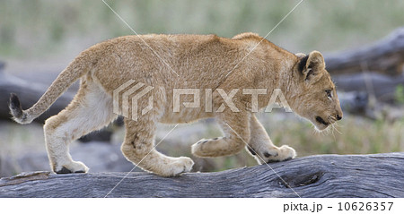 Lion cub walking on log Lion cub walking on log 10626357