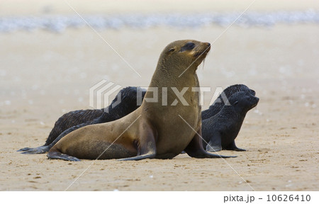 South African Fur Seal, mother and babies, Namibia, Africa 10626410