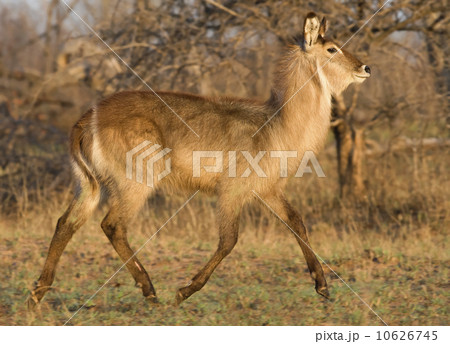Waterbuck walking, Greater Kruger National Park, South Africa Waterbuck walking, Greater Kruger National Park, South Africa 10626745