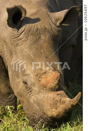 Close up of White Rhinoceros, Greater Kruger National Park, South Africa 10626897