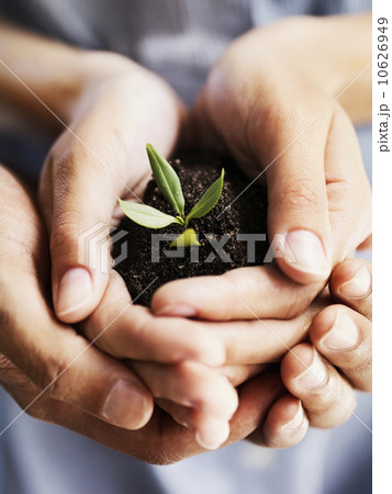 Sapling in hands 10626949
