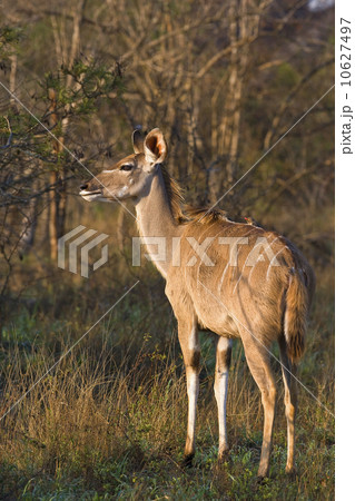 Greater Kudu next to trees, Greater Kruger National Park, South Africa 10627497
