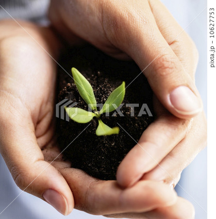Sapling in hands Sapling in hands 10627753