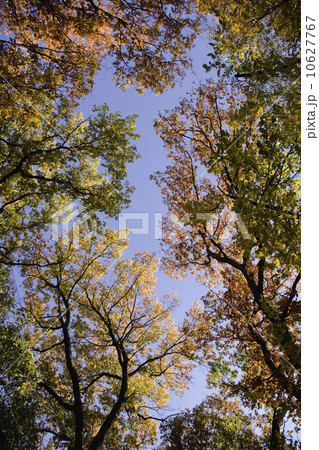 Low angle view of trees 10627767