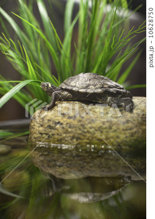 USA, New York State, New York City, Brooklyn, turtle in aquarium USA, New York State, New York City, Brooklyn, turtle in aquarium 10628750
