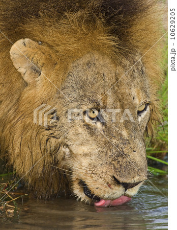 Male lion drinking, Greater Kruger National Park, South Africa 10629205