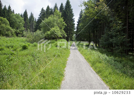 Germany, Thuringia, path in forest 10629233