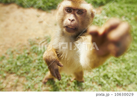 Portrait of macaque monkey Portrait of macaque monkey 10630029