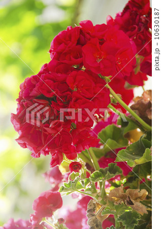 Alacati, red flowers 10630187