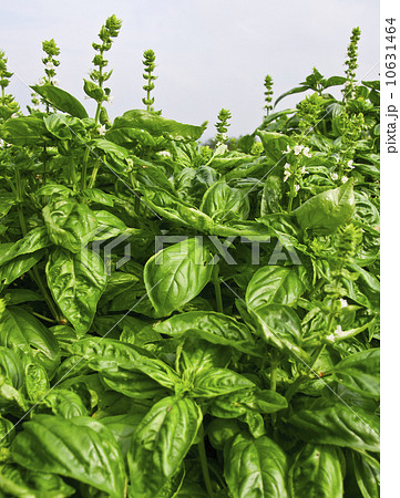 Basil 10631464