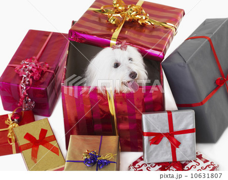 Studio Shot, Dog in gift box 10631807
