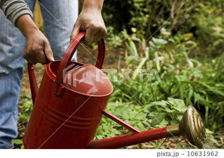 Watering the garden 10631962