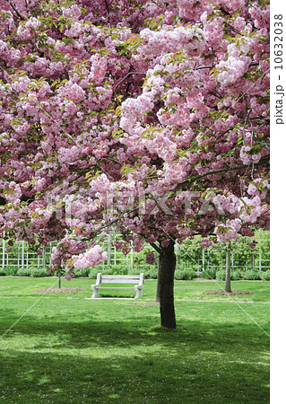 Cherry Blossoms 10632038