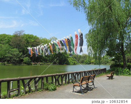 善福寺公園の鯉のぼり 10632854
