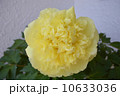 牡丹 10633036