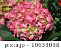 紫陽花 10633038
