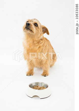 食事を待つ犬 10633086