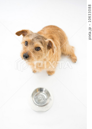 食事を待つノーフォークテリア 10633088