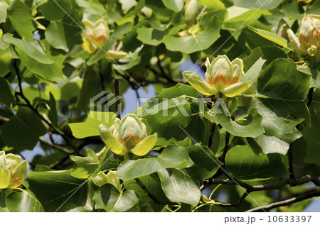 ユリノキの花 10633397