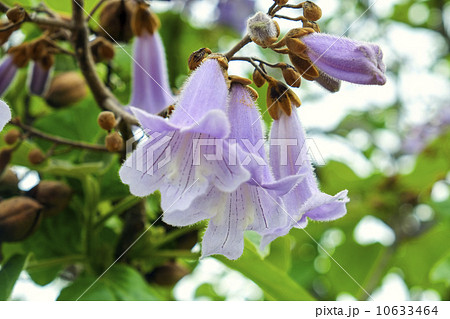 桐の花 桐の花 10633464