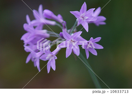 紫のニラ 本名はツルバキア 和名はルリフタモジの写真素材
