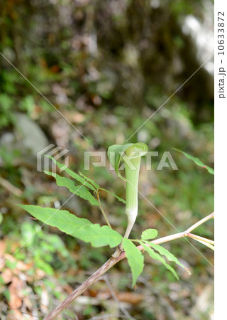 マムシグサ 10633872