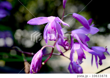 シラン シラン 10633878