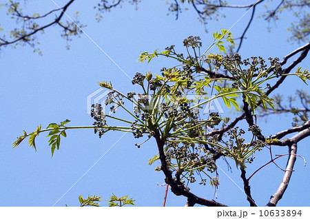 センダンのつぼみ 10633894